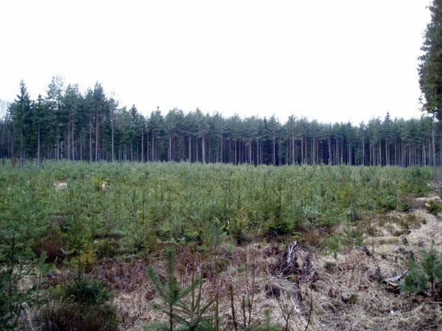 Charakteristika lesní správy